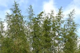 Image result for Oldeania