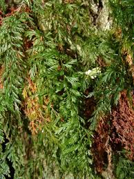 Image result for Abrodictyum rigidum