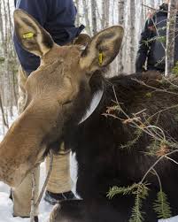 Maybe you would like to learn more about one of these? Numbers Stable But Minnesota S Moose Aren T Out Of The Woods Mpr News