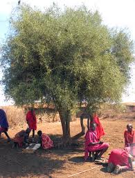 Image result for Balanites aegyptiaca