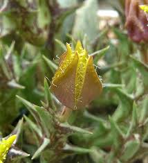 Image result for Orbea dummeri