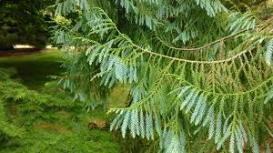 Image result for Cryptocarya transvaalensis
