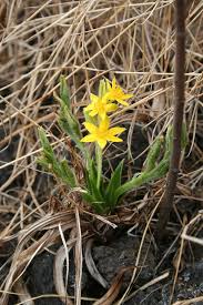 Image result for Pleiotaxis