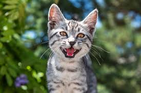 Cats meowing is a common thing, even kittens meowing. Cat Excessive Meowing And Yowling Why Cats Meow