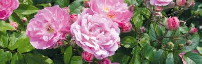 Wann und wie werden rosen richtig geschnitten? Rosen Schneiden Manufactum Gartenjahr