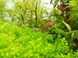 バジス スカーレットジェム dario dario メス♀. ã‚¹ã‚«ãƒ¼ãƒ¬ãƒƒãƒˆã‚¸ã‚§ãƒ ãŒã‹ã‚ã„ã„ã§ã™ ç‹­ãã¦ã‚‚æ¥½ã—ãã‚¬ãƒ¼ãƒ‡ãƒ‹ãƒ³ã‚° ã‚¢ã‚¯ã‚¢ãƒªã‚¦ãƒ 