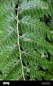 Image result for Microlepia speluncae