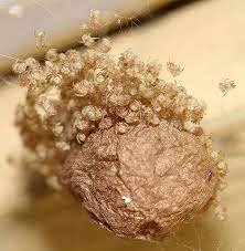 The story alleged that newly hatched spiders were bursting through the seams of beanie babies that were made in the 1990s. Charlotte S Web Egg Sacs And Baby Spiders