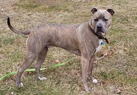 We did not find results for: Brindle Pitbulls Are They Rare What Kind Of Pitties Have This Color K9 Web