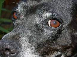 What S That Mole On My Dog S Eyelid Pethelpful