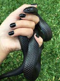 This Is Raven Mexican Black King Picture By Mia A Pet Snake Cute Snake Snake