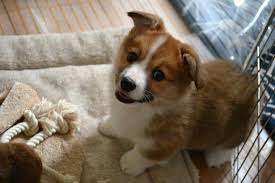 Imgur Baby Zoo Animals Cute Corgi Fluffy Animals