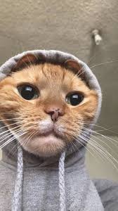 You Can Use This As Your Pfp Not My Pic Cute Animals Cute Baby Animals Cute Funny Animals