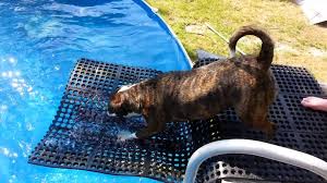Dog Floating Pool Entry Mat Youtube Dog Pool Dog Pool Ramp Dog Pool Floats