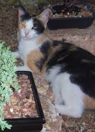 His name is barney, is very friendly and has a very loud meow. 10 Missing Calico Tortie Cats Ideas Tortie Calico Cats