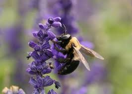 Not only could it be either one, but there are also robber flies that look like bumble bees and there although i'm pretty certain you saw a bumble or carpenter. Eastern Carpenter Bee Wikipedia