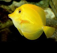 Yellow Tang Yellow Animals Yellow Fish Tang Fish