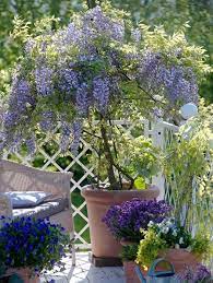 Buy Dwarf Wisteria Online Wisteria Amethyst Falls Wisteria Tree Wisteria Plant