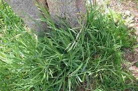 Image result for Bromus catharticus