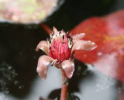 Image result for Brasenia