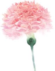 Carnation Flower Floral Design Pink For Mothers Day Png Image With Transparent Background In 2021 Carnation Flower Floral Design Carnations