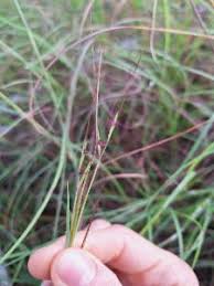 Image result for Hyparrhenia familiaris