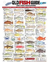 Afn Queensland Fish Id Card Qld