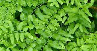 Image result for Lygodium microphyllum
