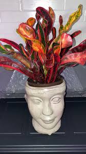 Houseplant care and identification in the US