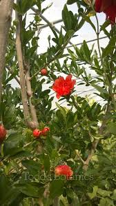 Ripe pomegranate fruit on tree, montenegro. Trees And Shrubs Pomegranate Tree Todd S Botanics
