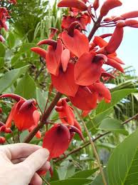 Image result for Erythrina crista-galli