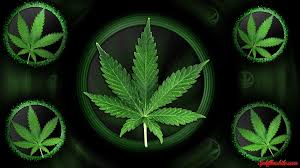 Learn how to grow weed from the beggining! 4 20 Wallpapers Wallpaper Cave