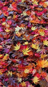 Wall Paper Dump Iphone Wallpaper Fall Fall Wallpaper Fall Background