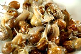 Did You Know That Garden Snails Are Edible They Re Not Native In California But Were Imported From France Edible Food Food Edible Insects