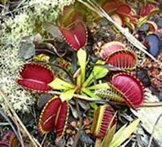 Sd kronos is a giant venus fly trap grown from seed started in 2011 by stephen doonan. How Does The Venus Flytrap Digest Flies Scientific American