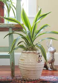 Common house plants that are easy to care for with pictures, names of house plants and care. Most Popular Houseplants Costa Farms