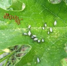 Check spelling or type a new query. 6 Ways To Get Rid Of Squash Bugs Organically Okra In My Garden