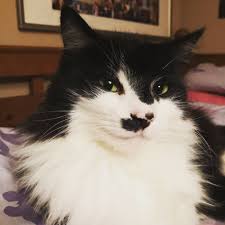 That Sassy Smirk Though Imissheralready Catsofinstagram Http Welovekitties Com 2019 01 05 That Sas Cute Cats And Kittens Funny Cat Memes Cats And Kittens