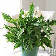 9 Common Houseplants You Might Not Know Are Poisonous Lily Plants Poisonous Plants Plants
