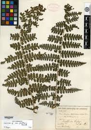 Image result for Blotiella sinuata