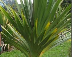 Image result for Pandanus utilis