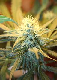2,172 best timelapse free video clip downloads from the videezy community. Complete Autoflower Plant Grow Guide