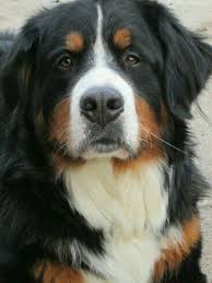 Shaker Beautiful Dogs Burmese Mountain Dogs Dog Breeds