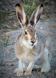 Funkysafari Animals North American Wildlife Pet Rabbit Care
