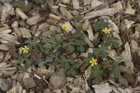 Image result for Oxalis corniculata