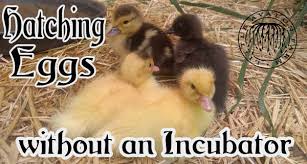 Put the nest box in a clean dry shelter. Hatching Eggs Without An Incubator Little Avalon Farm