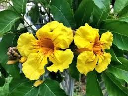 Image result for Markhamia lutea