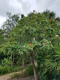 The common name geiger, legend has it, was bestowed by j.j. Orange Geiger Tree Cordia Sebestena Plants Landscape Tree