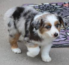 Information about choosing a breeder can be found here. Australian Shepherd Puppies Florida Petfinder