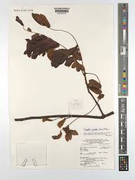 Image result for Cnestis